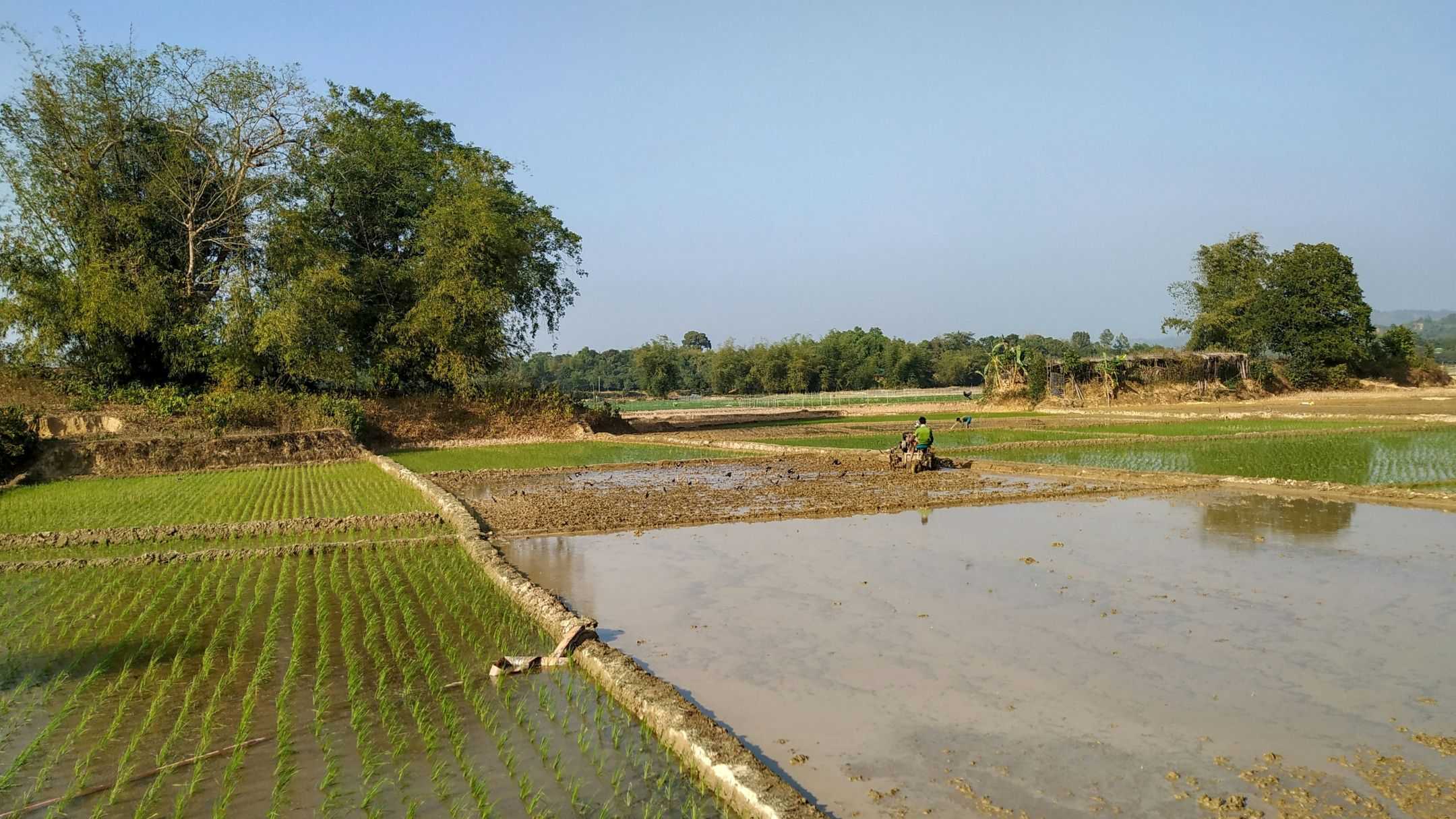 Meski Banjir, Produksi Padi di Jabar Tahun 2026 Diproyeksikan Meningkat
